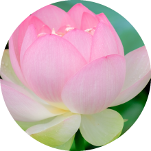 ロータス 蓮の花