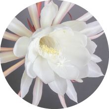 月下美人 ナイトクイーン