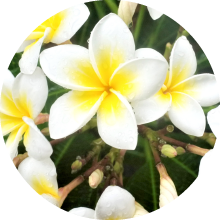 フランジパニ 別名プルメリア